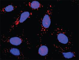 Anti-C5AR1 + GNAI2 Antibody Pair