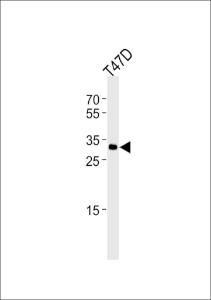 Anti-ING4 Rabbit Polyclonal Antibody