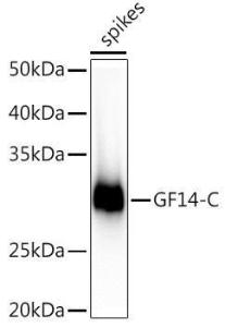 Western blot analysis of extracts of various tissues from the japonica rice (Oryza sativa L ) variety Zhonghua 11, using Anti-EIL1A Antibody (A309817) at 1:1,000 dilution