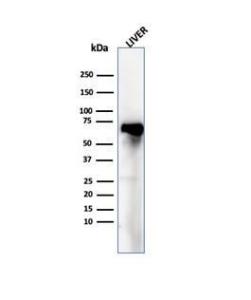 Western blot analysis of human liver tissue lysate using Anti-Albumin Antibody [ALB/6409R]