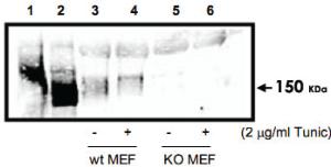 Anti-EIF2AK3 Rabbit Polyclonal Antibody