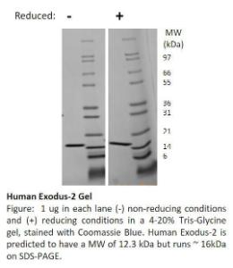 Human recombinant Exodus-2/CCL21 (from <i>E. coli</i>)