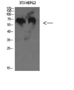 Western blot analysis of 3T3 HEPG2 cells using Anti-C8B Antibody