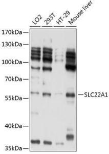 Western blot analysis of extracts of various cell lines, using Anti-SLC22A1/OCT1 Antibody (A11476) at 1:1,000 dilution