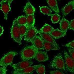 Immunofluorescent analysis of PFA fixed HeLa cells stained with Anti-Moesin Antibody [SPM562] followed by Goat Anti-Mouse IgG (CFand#174; 488) (Green). The nuclear counterstain is RedDot (Red)