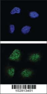 Anti-NEUROG3 Rabbit Polyclonal Antibody