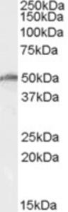 EB07900 (0.5 µg/ml) staining of K562 cell lysate (35 µg protein in RIPA buffer).  Primary incubation was 1 hour.  Detected by chemiluminescence.