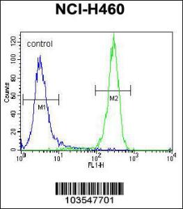 Anti-STK11 Rabbit Polyclonal Antibody