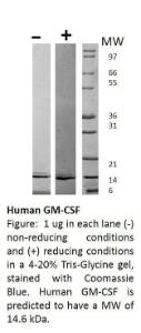 Human Recombinant GM-CSF (from <i>E. coli</i>)