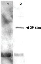 Anti-PCNA Polyclonal Antibody