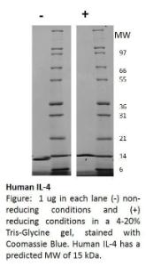 Human recombinant IL-4 (from <i>E. coli</i>)