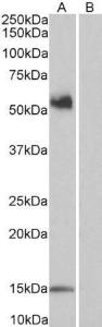 Anti-CD14 Antibody (A84169) (1 µg/ml) staining of PBL lysate (35 µg protein in RIPA buffer) with (B) and without (A) blocking with the immunizing peptide Primary incubation was 1 hour Detected by chemiluminescence