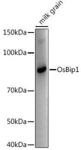 Western blot analysis of extracts of various tissues from the japonica rice (Oryza sativa L