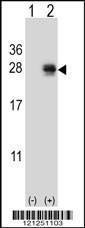 Anti-PMCH Rabbit Polyclonal Antibody (AP (Alkaline Phosphatase))