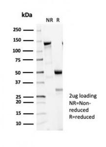 Antibody A277957-100 100 µg