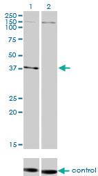 Anti-NDN Mouse Monoclonal Antibody [clone: 1B3]