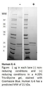 Human recombinant IL-6 (from<i>E. coli</i>)