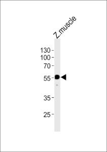 Anti-HNF1BB Rabbit Polyclonal Antibody