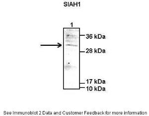 Anti-SIAH1 Rabbit Polyclonal Antibody