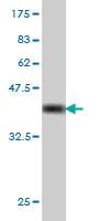 Anti-DBP Mouse Monoclonal Antibody [clone: 3A6]