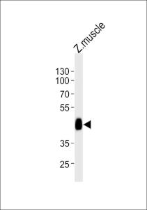 Anti-LDB1A Rabbit Polyclonal Antibody