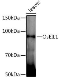 Western blot analysis of extracts of various tissues from the japonica rice (Oryza sativa L. ) variety Zhonghua 11, using Anti-EIL1A Antibody (A309821) at 1:1,000 dilution