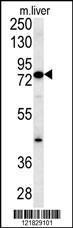 Anti-MCCC1 Rabbit Polyclonal Antibody (Biotin)