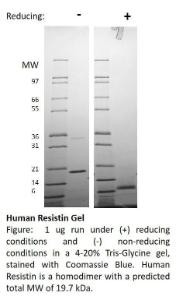 Human recombinant resistin (from <i>E. coli</i>)