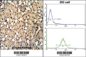 Anti-PAX8 Rabbit Polyclonal Antibody