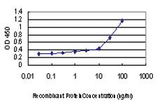 Anti-NDN Mouse Monoclonal Antibody [clone: 1B3]