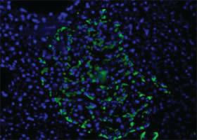 Anti-Pancreatic alpha cell marker Mouse Monoclonal Antibody [clone: DHIC2-2C12]