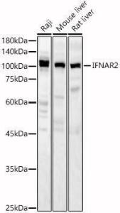 Antibody anti-IFNAR2 100 µl