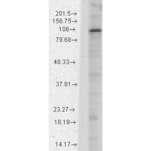 Western blot analysis of rat brain membrane lysate showing detection of HCN1 protein using Anti-HCN1 Antibody [S70] (A304768) at 1:1,000 for 2 hours at room temperatur