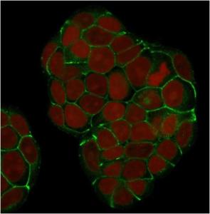 Immunofluorescent analysis of MCF-7 cells stained with Anti-E Cadherin Antibody [SPM381] (CF&#174; 488) (Green). Nuclear counterstain is RedDot