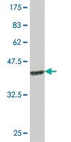 Anti-H2AFB3 Mouse Polyclonal Antibody