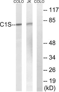 Western blot analysis of lysates from Jurkat and COLO cells using Anti-C1S Antibody The right hand lane represents a negative control, where the antibody is blocked by the immunising peptide