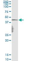 Anti-NDN Mouse Monoclonal Antibody [clone: 3B9]