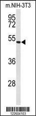 Anti-EFEMP2 Rabbit Polyclonal Antibody