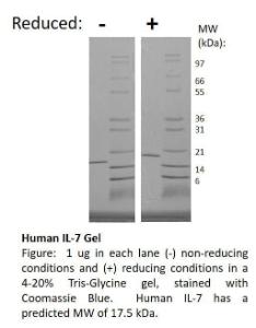 Human recombinant IL-7 (from <i>E. coli</i>)