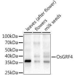 Western blot analysis of extracts of various tissues from the japonica rice (Oryza sativa L. ) variety Zhonghua 11, using Anti-GRF4 Antibody (A309824) at 1:1000 dilution. The secondary Antibody was Goat Anti-Rabbit IgG H&L Antibody (HRP) at 1:10000 dilution