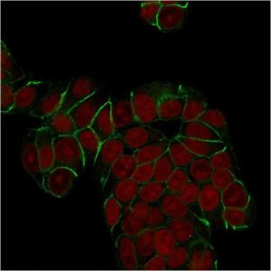 Immunofluorescent analysis of MCF-7 cells stained with Anti-E Cadherin Antibody [SPM471] (CF&#174; 488) (Green) Nuclear counterstain is RedDot