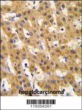 Anti-PDX1 Rabbit Polyclonal Antibody