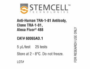 Anti-human TRA-1-81 antibody, spectrum TRA-1-81, Alexa Fluor® 488