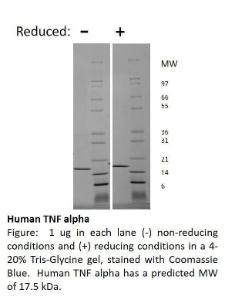 Human recombinant TNF-alpha (from <i>E. coli</i>)