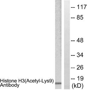 Western blot analysis of lysates from Raw264.7 cells, treated with TSA 400nM 24h using Anti-Histone H3 (acetyl Lys9) Antibody. The right hand lane represents a negative control, where the antibody is blocked by the immunising peptide.