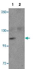 Anti-NLRP9 Rabbit Polyclonal Antibody