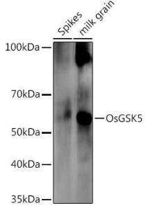 Antibody A309826-100 100 µl