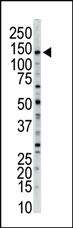 Anti-MYLK Rabbit Polyclonal Antibody