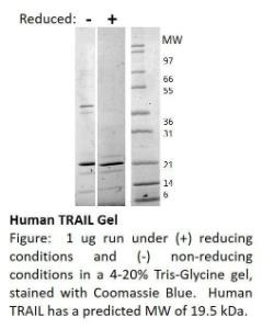 Human recombinant TRAIL (from <i>E. coli</i>)