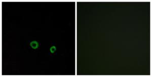 Antibody anti-TAS2R10 A99254-100 100 µg